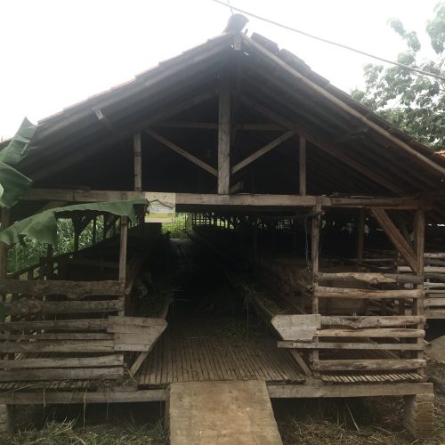Kandang Domba Aladzievie Farm