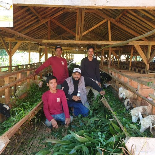 Tim Aladzievie Farm Aqiqah dan Qurban